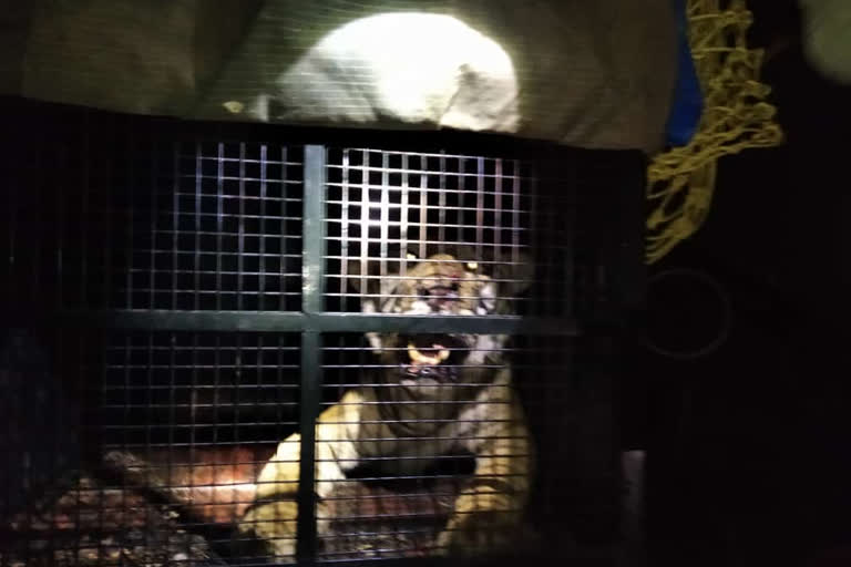 captured of tiger which killed man
