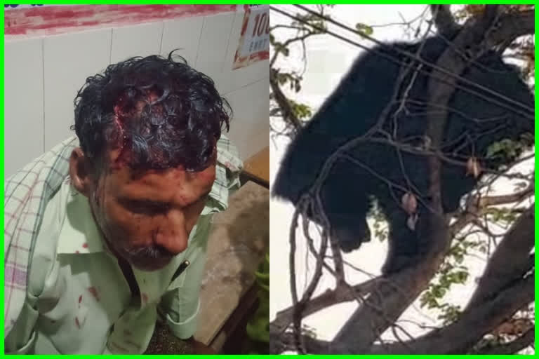 A bear attack on a farmer who sleeps on the farm at mellakunta in ananthapuram district