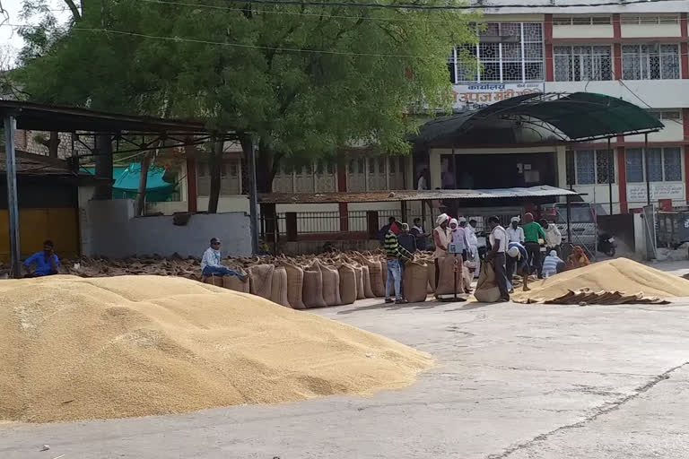 Weighing in Ganjbasoda Upaz Mandi in Vidisha district starts today