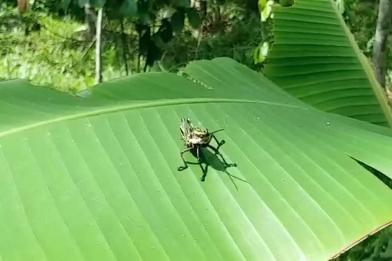 IUCN  coffee locust  spotted coffee grasshopper  പീച്ചി വനഗവേഷണ കേന്ദ്രം  ധനീഷ് ഭാസ്കര്‍  ശാസ്ത്രജ്ഞൻ ധനീഷ് ഭാസ്കര്‍  സ്പോട്ടഡ് കോഫി ഗ്രാസ്ഹോപ്പർ  ധനേഷ് ഭാസ്കർ  പുൽപ്പള്ളി  grasshoppers  Pulpally  Wayanad  വയനാട്  പുൽപ്പള്ളി  പുൽച്ചാടി  ഇന്‍റർനാഷണൽ യൂണിയൻ ഫോർ കൺസർവേഷൻ ഓഫ് നേച്വര്‍