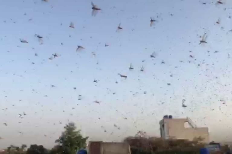 locust attack in haryana