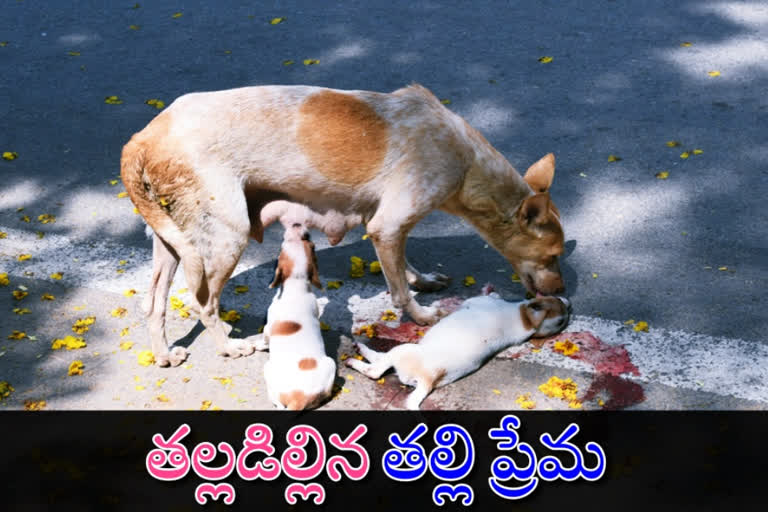 dog baby death in thirupathi