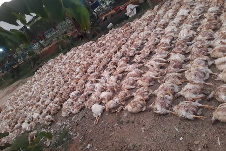 Chickens that die of sunburn in chitthoor district