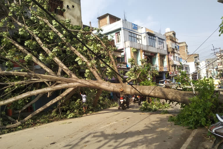 तेज आंधी से गिरा पेड़