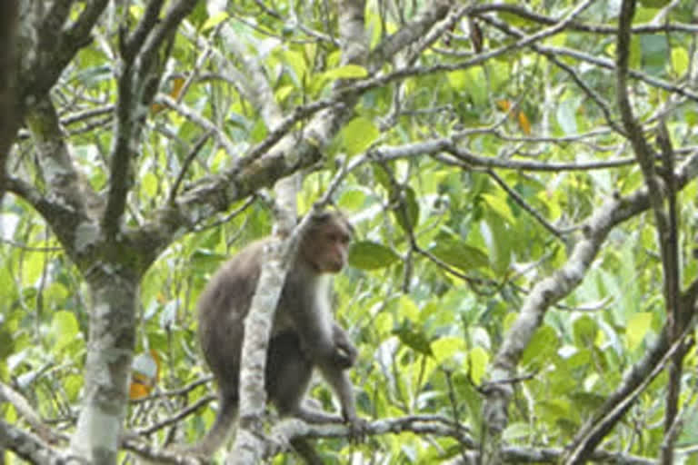 monkey fever in wayanad  wayanad latest news  കുരങ്ങുപനി വാര്‍ത്തകള്‍  വയനാട് വാര്‍ത്തകള്‍