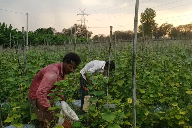 farmers-are-unable-to-sell-their-cucumber