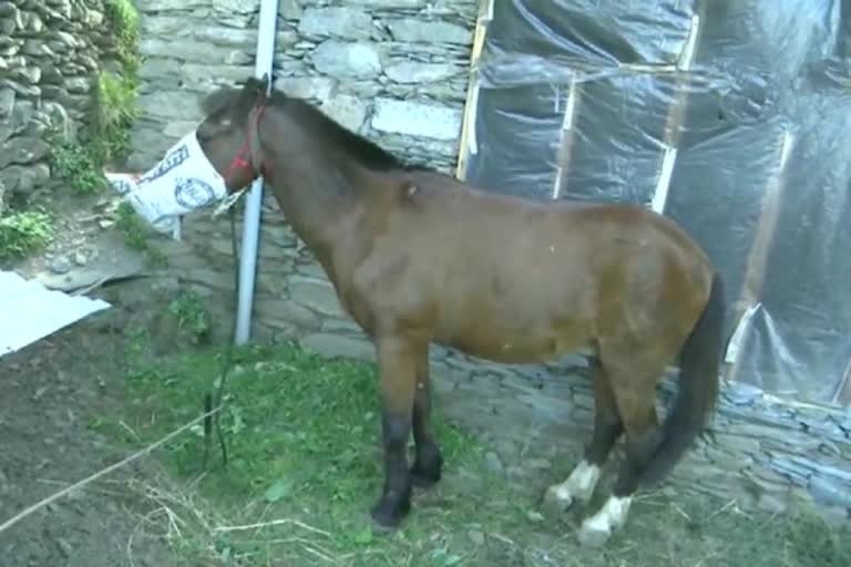 horse and owner under quarantine