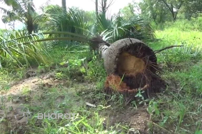 மாமரங்களை சேதப்படுத்தும் காட்டு யானைகள்