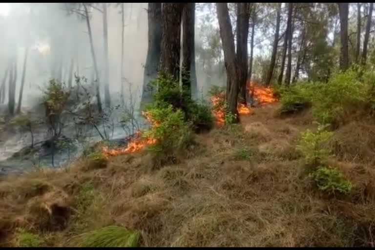 forest fire