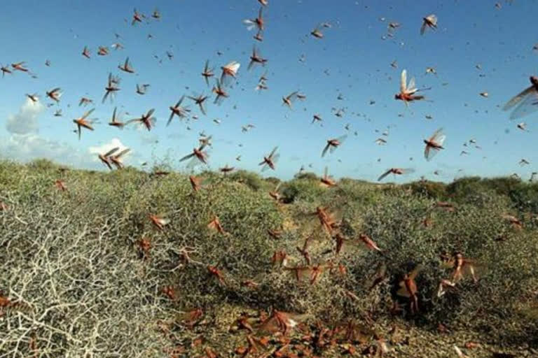 Punjab put on alert after locusts attack crops in Rajasthan, Madhya Pradesh