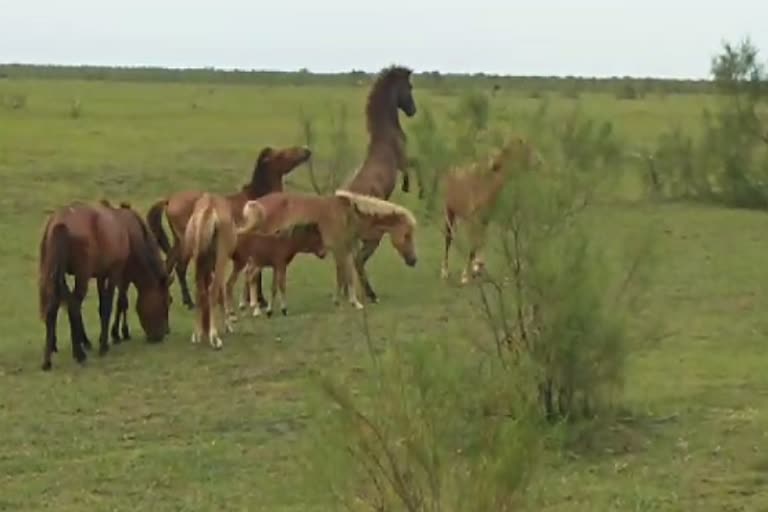 A group of feral horse blocked  at Mothila sendbar