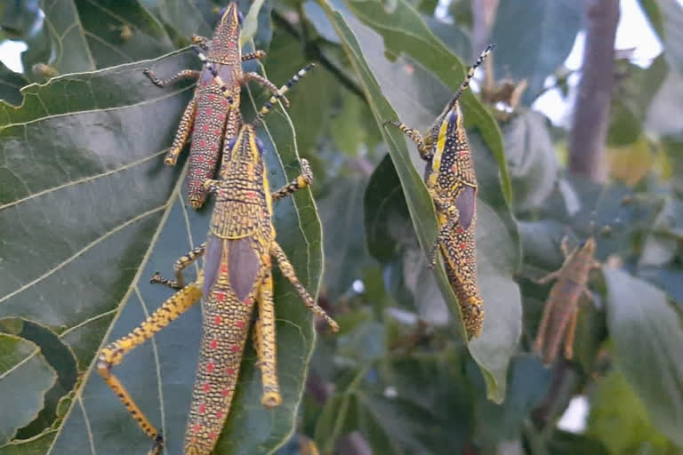 Grasshoppers set in the Kolar district, farmers in anxiety