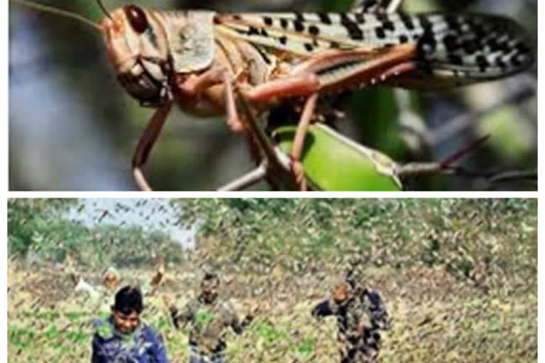 Grasshopper attack worry for Kalaburagi district farmers