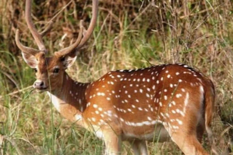 female chital died in kanan pendari zoo