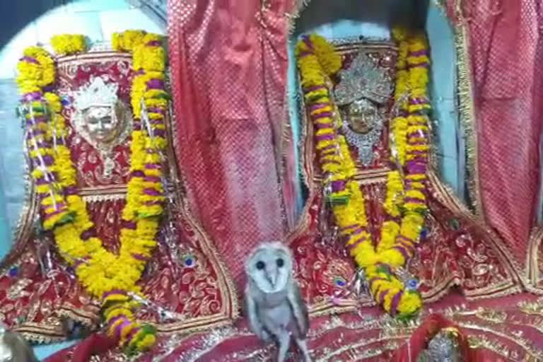 Mahalaxmi's vehicle owl came in the court of Maa Badi Devi