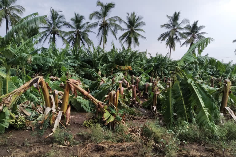 destroyed of Banana crop from heavy rain