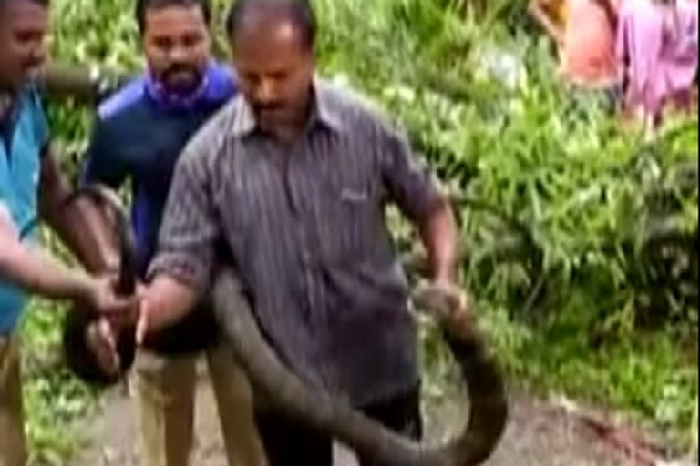 Forest officials capture 16-foot King Cobra in Ernakulam after hours-long efforts