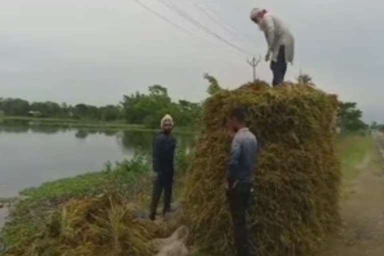 flood affected on Irri rice cultivation