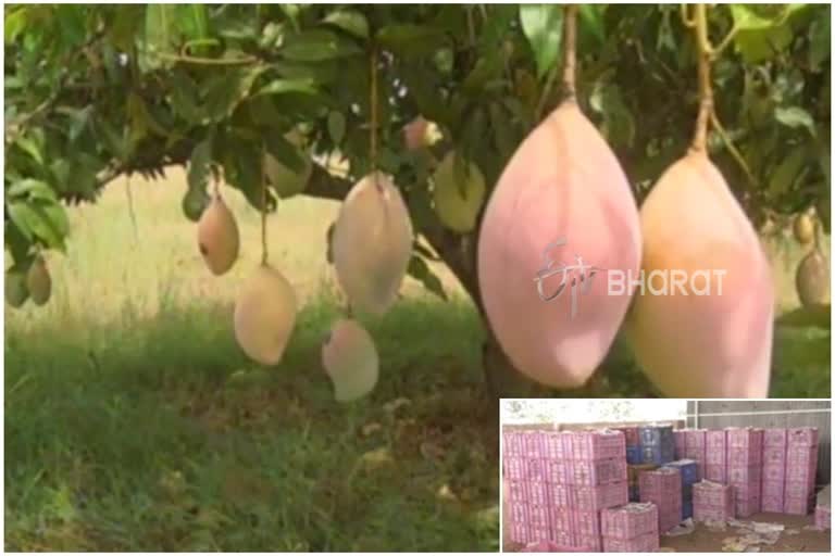 Green signal for the launch of the mango market in Srinivasapura