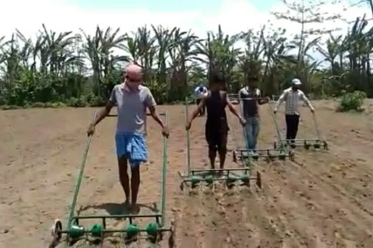 Major loss in cucumber cultivation due to lockdown