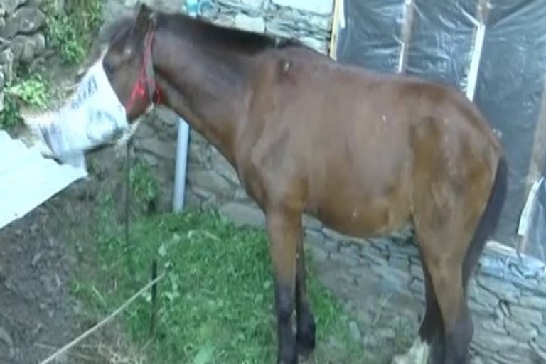 horse under home quarantine