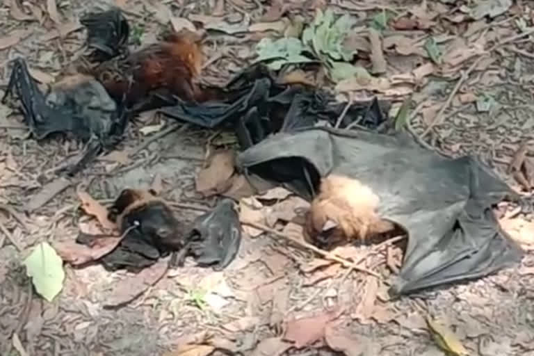 dead bats