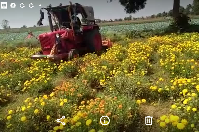 A farmer who destroyed flower crop for not having proper market