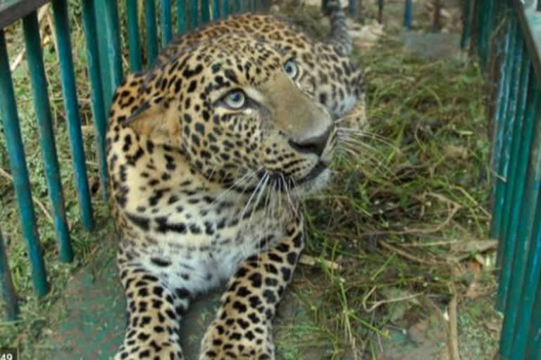 Telangana: Leopard trapped in a farmer's net