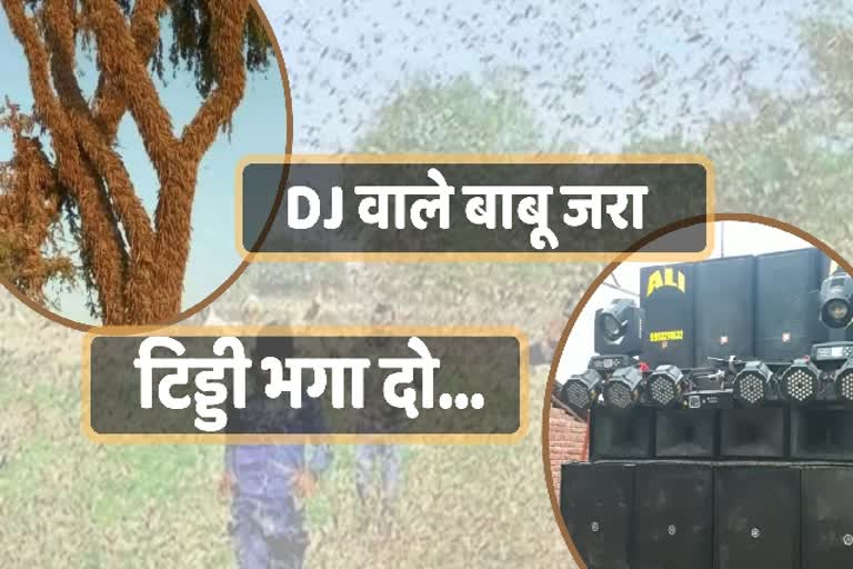 DJ to control Locust swarn