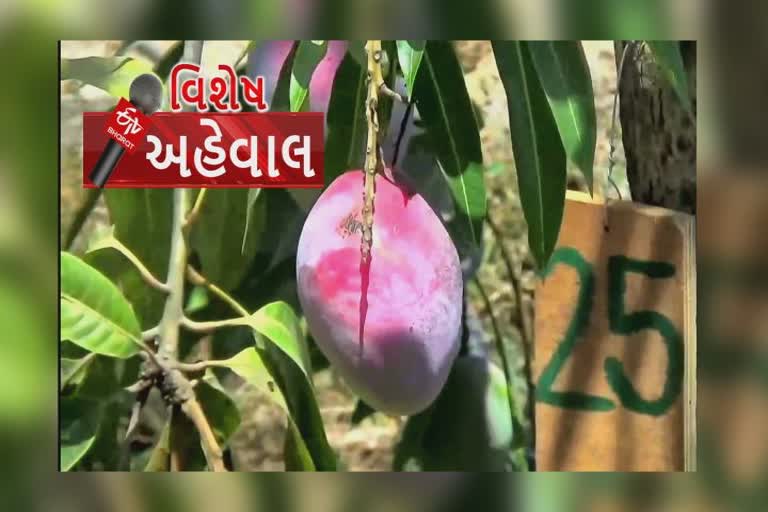 ગીરમાં ઉછરી રહી છે શ્યૂગર ફ્રી મેંગો, ડાયાબિટીસના દર્દીઓ માટે આવશે બજારમાં