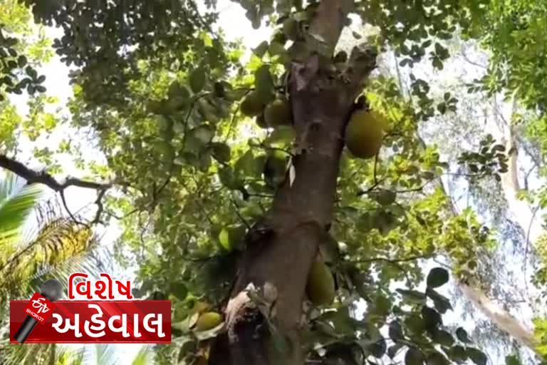 Farmers of Dadra Nagar Haveli are getting income from phanas