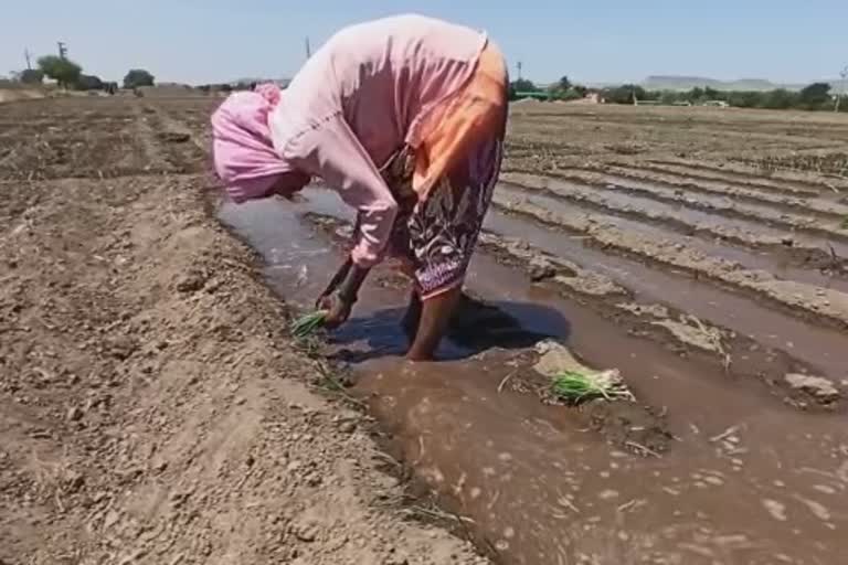 onion farmers face problems due to low prices in market in satara