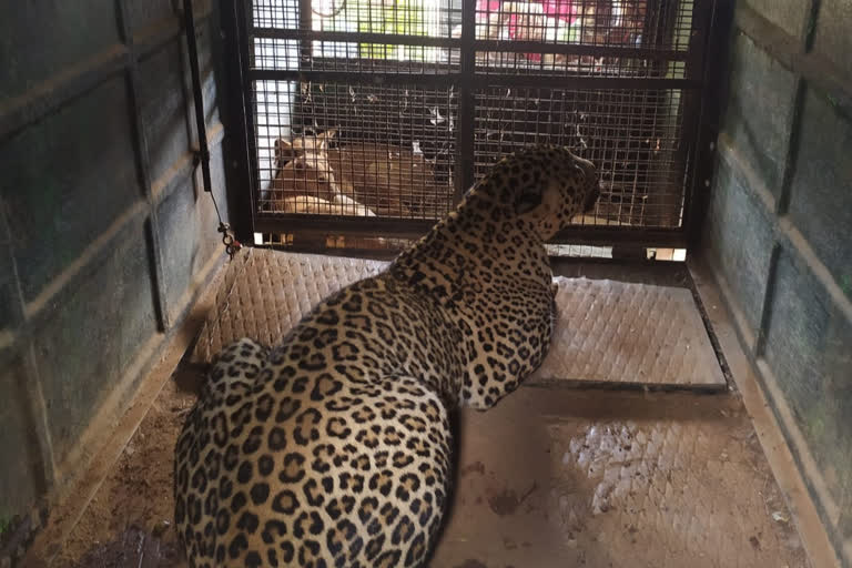 Capture the leopard that preyed on dogs chikkamagalore