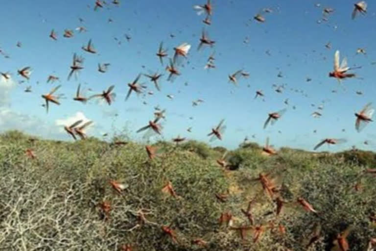 Delhi issues advisory to tackle locust threat as capital braces for attack