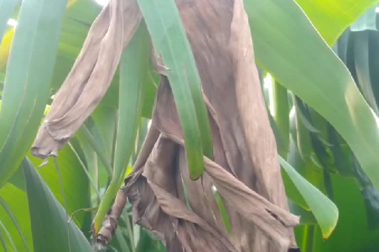 high temperature  effect on banana crops in Nanded