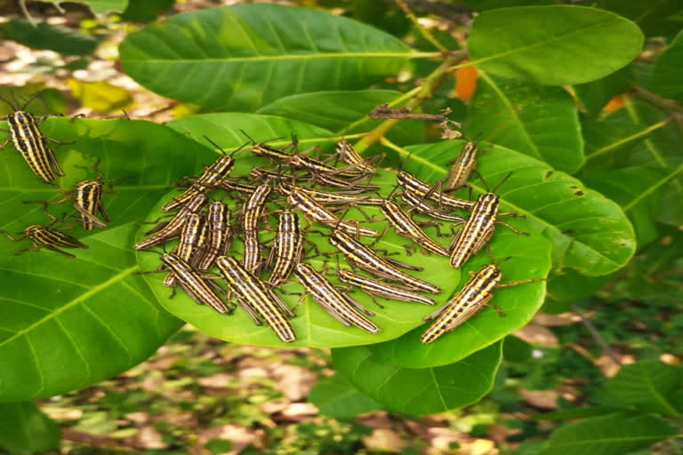 locust were spotted in Visakha district