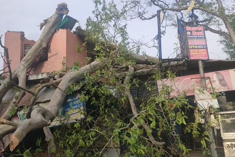 Tree fell on shops due to storm