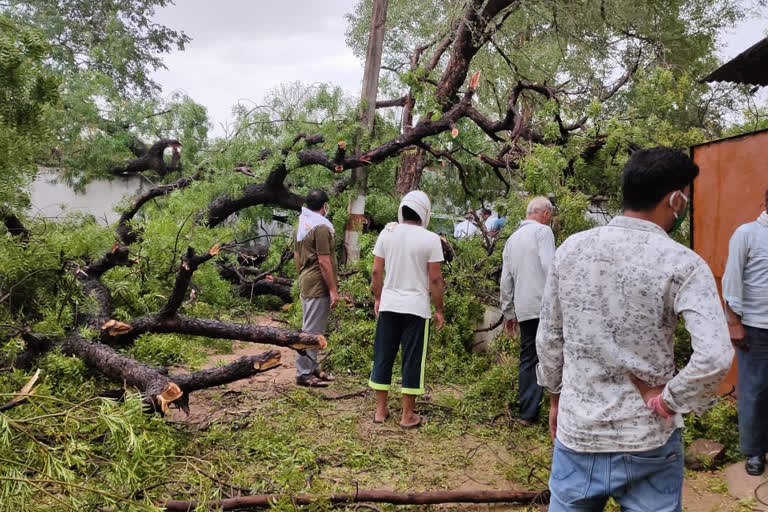 giant-neem-tree-fell-in-chhatarpur-due-to-strong-storm