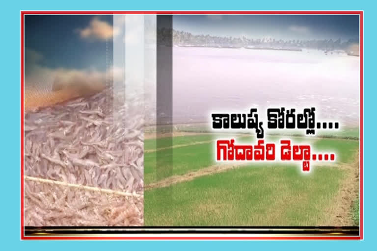 Godavari Delta into the pollutants with shrimp ponds