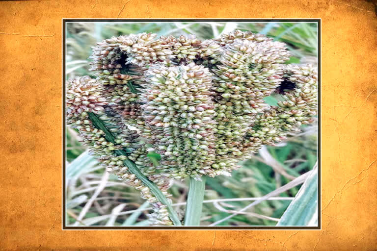 Vijayanagaram Agricultural Research Station has developed finger millet varities