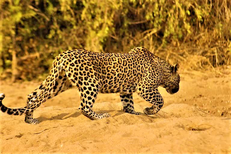 cheetah-appears-at-rajendranagar-in-hyderabad