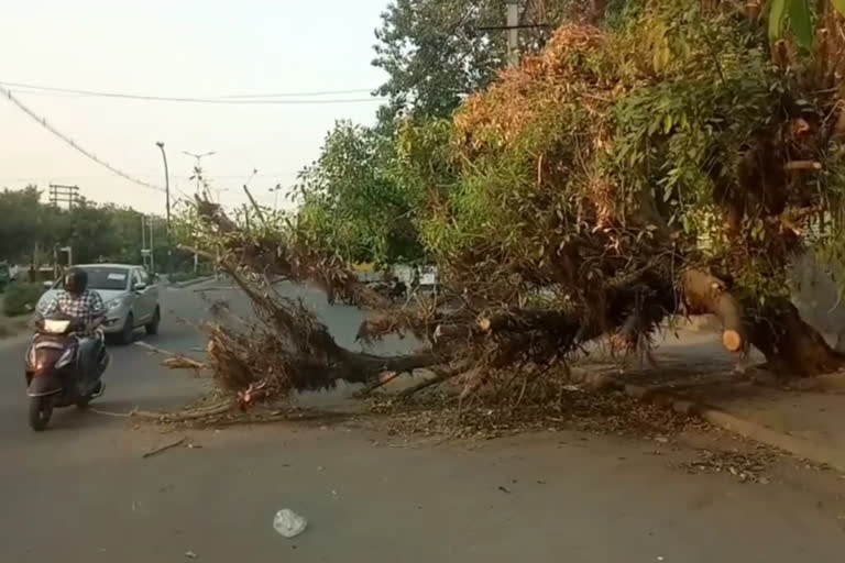 tree fall on road