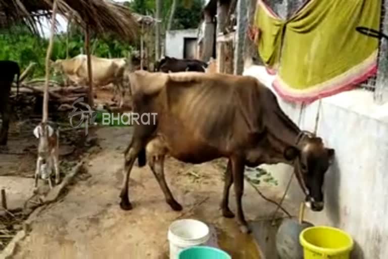 ಮೂಕಪ್ರಾಣಿಗಳು