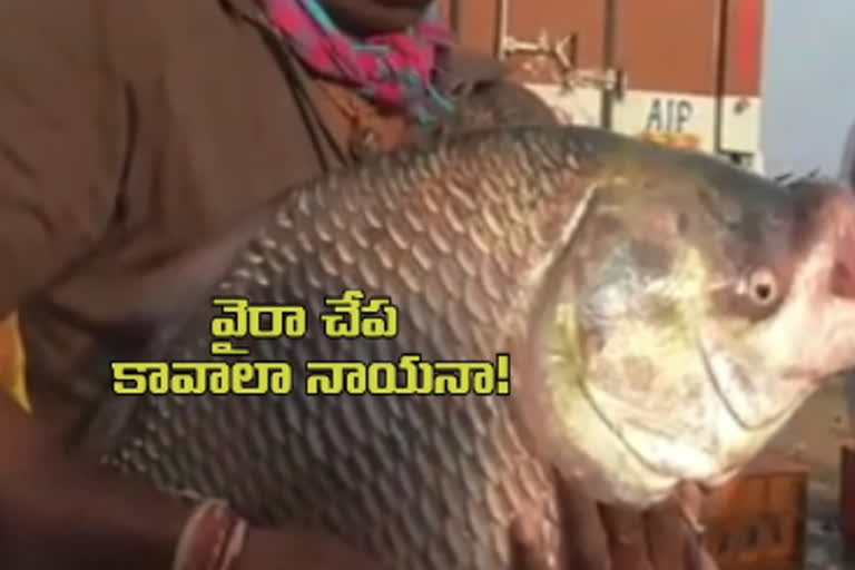 fish Hunting Starts In Waira