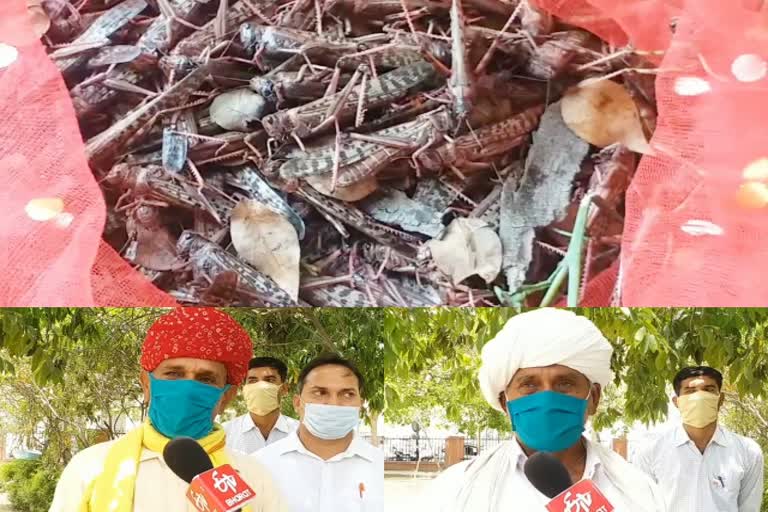 locust attack in jaipur  jaipur news  crop loss due to locust  locust news  किसान चिंतित