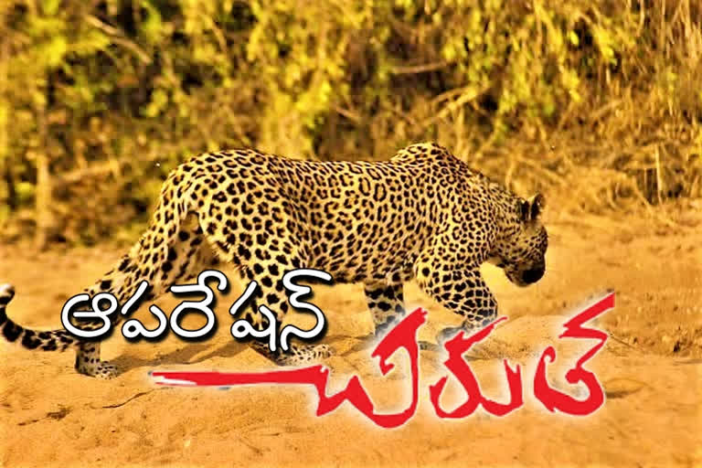 forest department search for the leopard in Rajendranagar, hyderabad