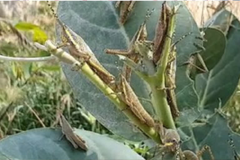 locust swarm in the village in yadadri bhuvanagiri district