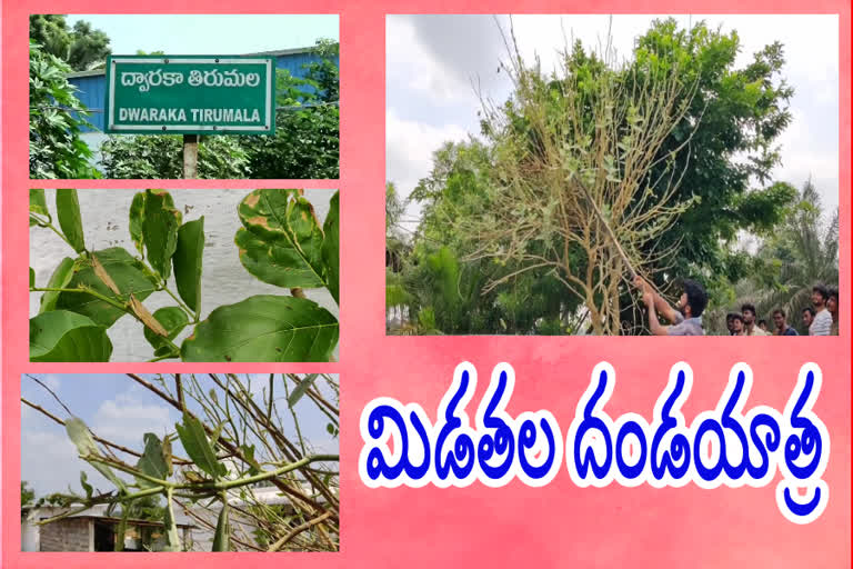 locusts entered into west godavari district