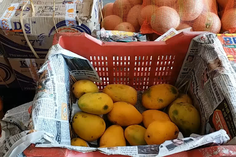 mango season start in kangra