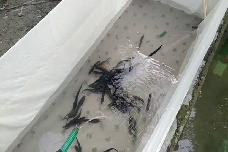 Dhing scientifically Catfish production